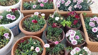 Çoğaltigim Karanfillerimin Saksı Değişimini Nasıl Yapıyorum Toprak Karışımında Neler Var