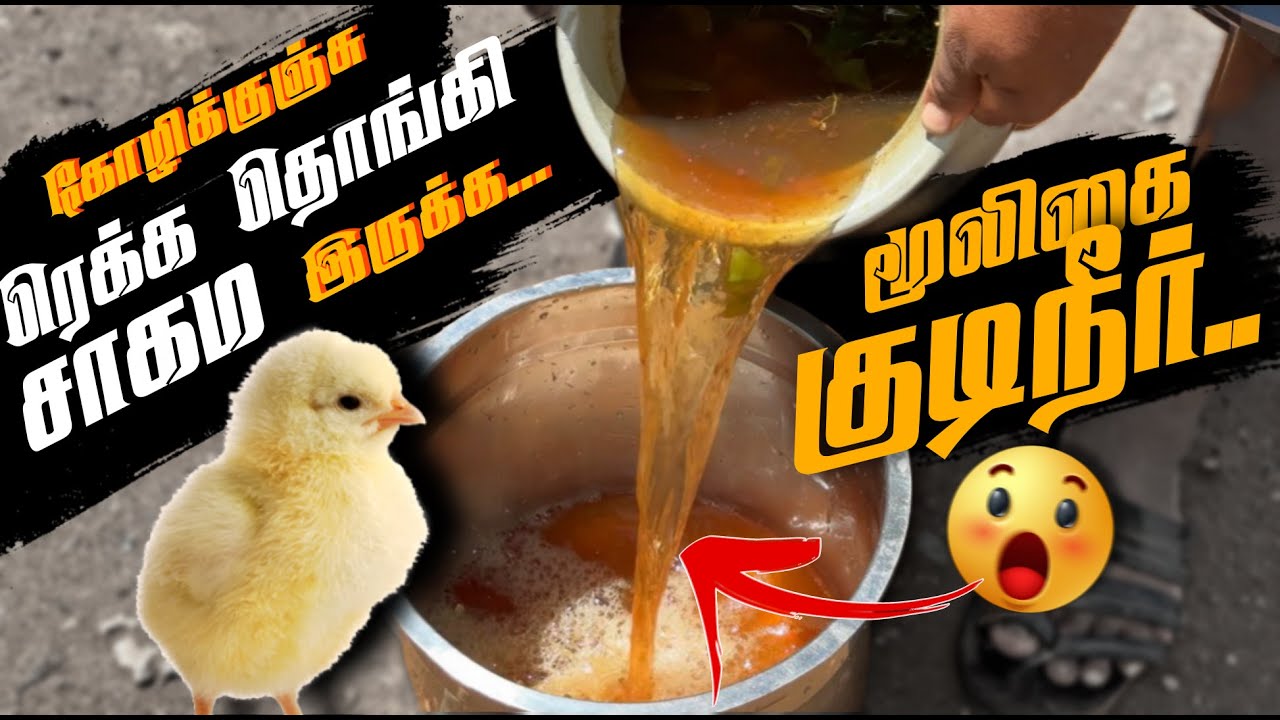 கோழிகுஞ்சு ரெக்க தொங்கி சாகமா இருக்க மூலிகை குடிநீர் 😱.. நம்ம கோழி தீவன முறை 🥳 
