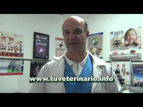 Video: Diabetes En Perros