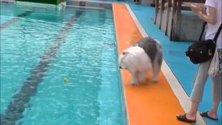プール一日目　Old English SheepDog is swimming in a pool
