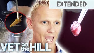 10+ Grass Seeds Removed From Dog's Ear And Paws  Vet On The Hill Extended | Bondi Vet Full Episode