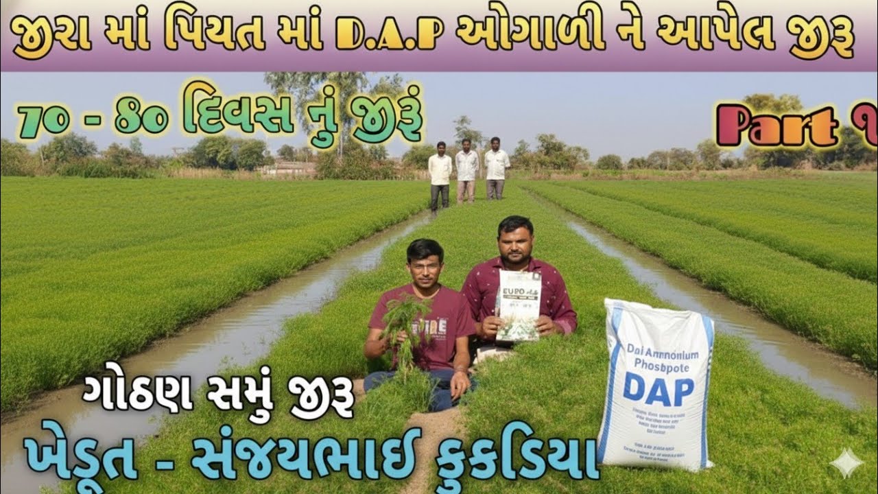 70-80 દિવસ સુધી જીરામાં શું કાળજી રાખવી ! કાળી ચર્મી માટે શું ! પિયત માં શું ! Fungicide ! part 1