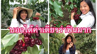 ดกลูกโตหวานมากเต็มไร่เก็บไปกินไปเก็บเชอรี่ฟินกว่านี้ไม่มีอีกสดๆๆจากต้น🍒😋 picking cherres # 6/7/20.