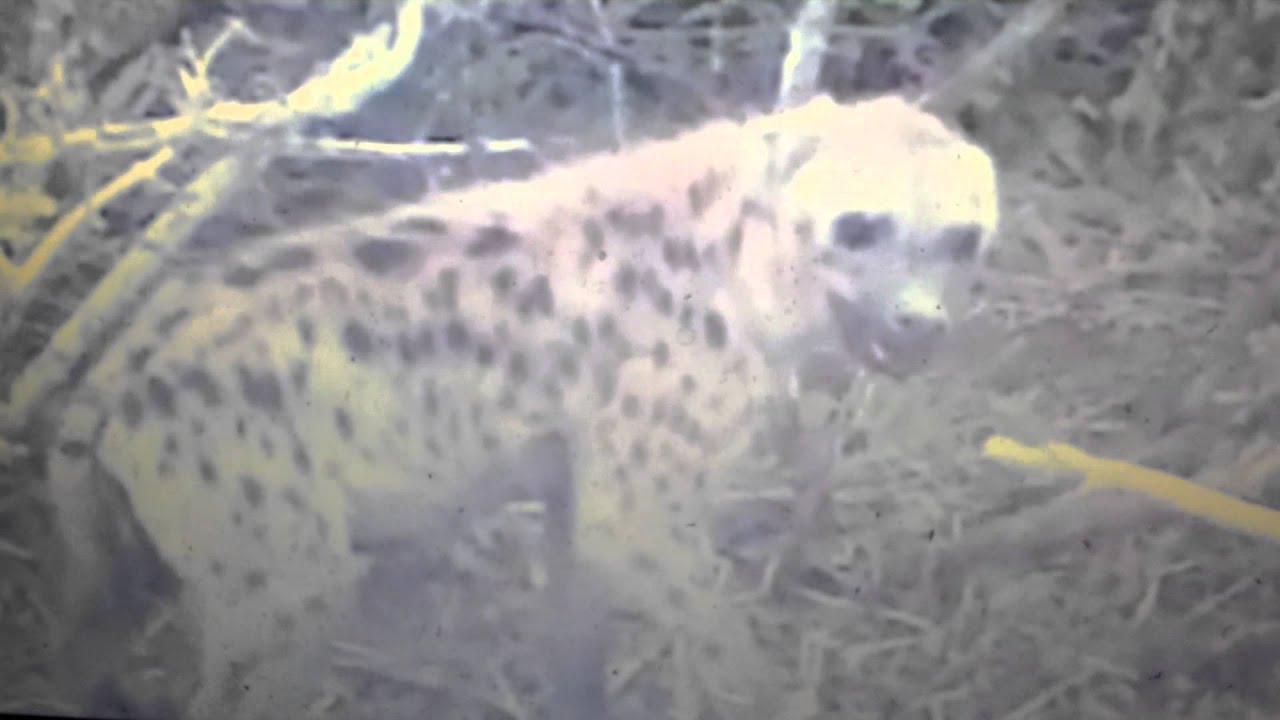 Playing with Hyena Kismayo Somalia - YouTube