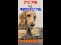 【犬ご飯】デビフ缶と手作りデビフ缶美味しいのはどっち？#shorts