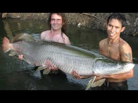 Video: ¿Cuál es el pez de agua dulce más grande del mundo?