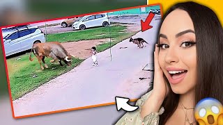 35 Hero Animals That Saved Human Lives! | Bunnymon REACTS