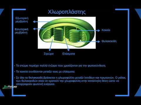 Βίντεο: Ποιες είναι οι λειτουργίες του χλωροπλάστη;