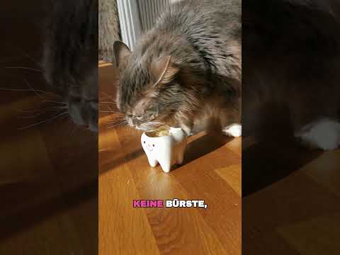 𝐖𝐢𝐞 𝐊𝐚𝐭𝐳𝐞𝐧 𝐙𝐚̈𝐡𝐧𝐞 𝐩𝐮𝐭𝐳𝐞𝐧? 🐱🦷 #cat #qchefs