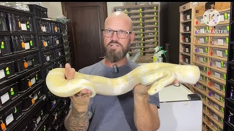 Ball python breeding. Ultramel, Candy, Candino, Desert Ghost😎💥