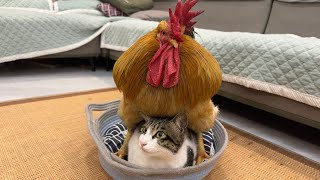 Rooster helps cats bathe and keep warm! The rooster thinks of the cat as a hen. 😂So funny and cute!