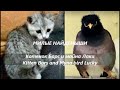 Котенок и Скворчонок Майна, обретшие теплый дом / Kitten and Myna Birds who were rescued