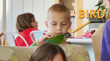 Kids Play with Trello (Cute Green Cheek Conure)