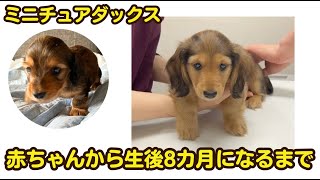 【総集編】ダックス子犬の赤ちゃんの成長記録【多頭飼】dachshund puppy grown cute puppy dog