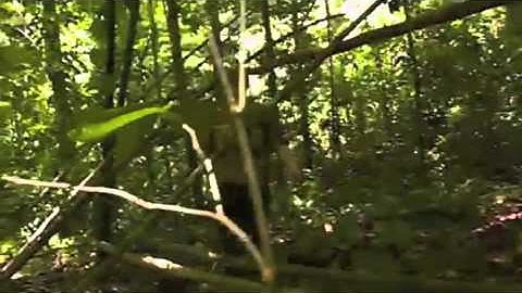 Jungle Shelter From Natural Materials (Ray Mears)
