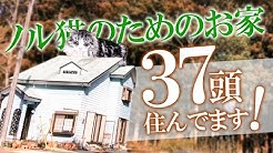 那須の森猫rienチャンネル Youtube