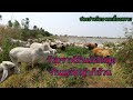 Ep.512 วัวบราห์มันกินแค่หญ้าก็อ้วน ฝูงวัวไล่ทุ่งพี่ศักดิ์ 098-3038373