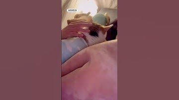 21세 노묘 메소_노묘의 어리광_ The old cat’s cute little pout #cat #shorts