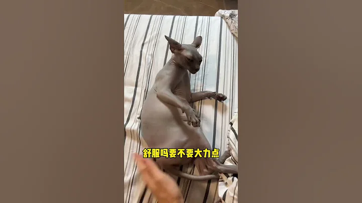 【奥斯卡一家的欢乐日常】屁股都翘起来了#斯芬克斯无毛猫#斯芬克斯无毛猫 #反骨猫#心思全写在脸上的猫 #金吉拉 #sphynx #pets #柴犬 #布偶猫 #猫狗双全 #猫咪的迷惑行为 - 天天要闻