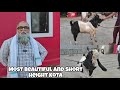 One of the Most Beautiful And Shortest Kota at JD Goat Farm !