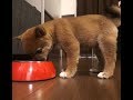 柴犬（豆柴）の名前が決定！Shiba inu puppy