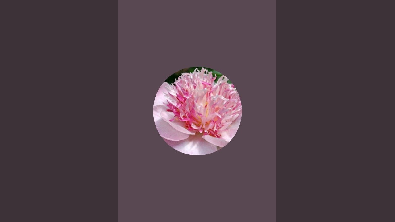 Valiant Peony  is live!