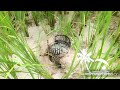 How to catching frog|របៀបដាក់ក្រង់យកកង្កែប|NB khmer