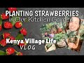 Planting Strawberries! 🍓 || Village Homestead || Life in Kenya || VLOG