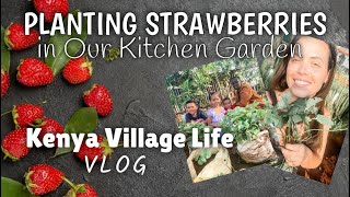 Planting Strawberries! 🍓 || Village Homestead || Life in Kenya || VLOG