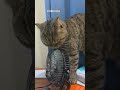 Когда кошка живёт в Паттайе.
