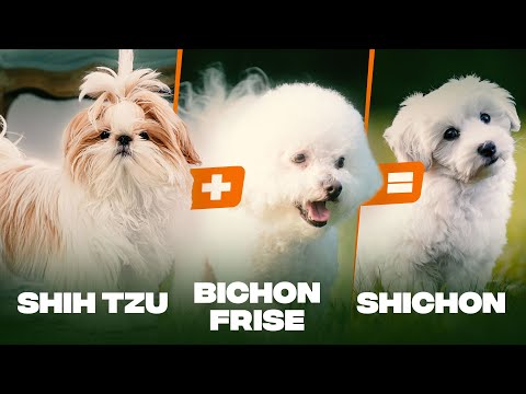 Video: Om Shichon Dog Breed