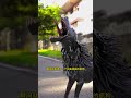 7N facts. দেখুন কুকুরটি কীভাবে ভিনম হয়ে গেলো। unique video.venom dog video.#shorts #unique #facts