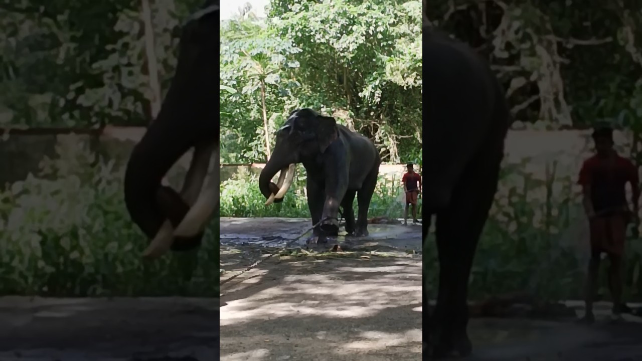 ആനയുടെ കാലിലെ ചങ്ങല വലിച്ചുപിടിച്ചുള്ള നിൽപ്പ് കണ്ടോ 😱😱 #shortsfeed #shorts #viral