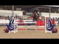 REVOLUTION | Equestrian Show Jumping Music Video