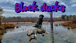 Black Duck(ABD) Hole Produced For Us! 2 Man Limit