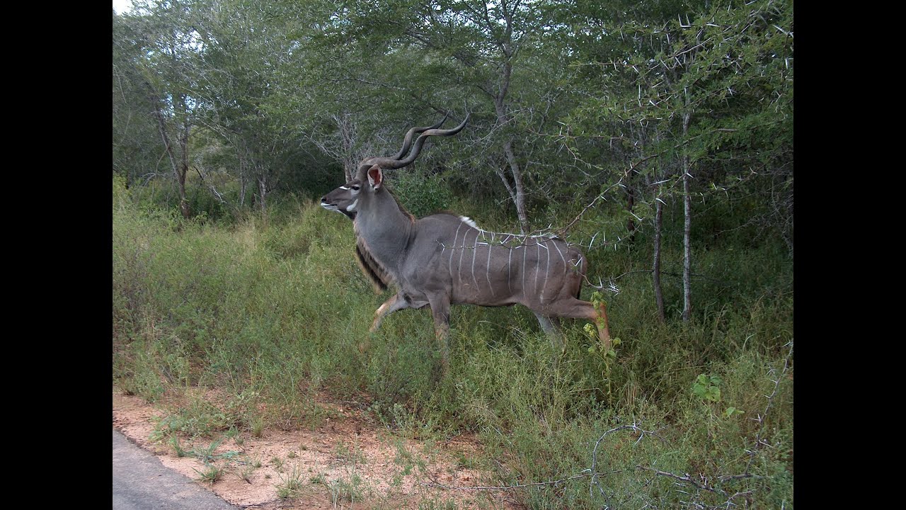 Wildlife in South Africa