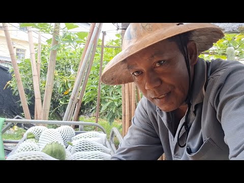 Afternoon harvest of Loofah gourd for Marites ?