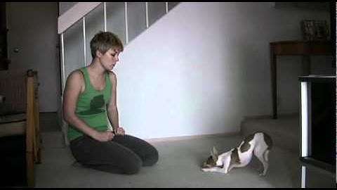 New video_ Dog Training Tip of the Day- Adding a Verbal Cue Watvh now!.flv