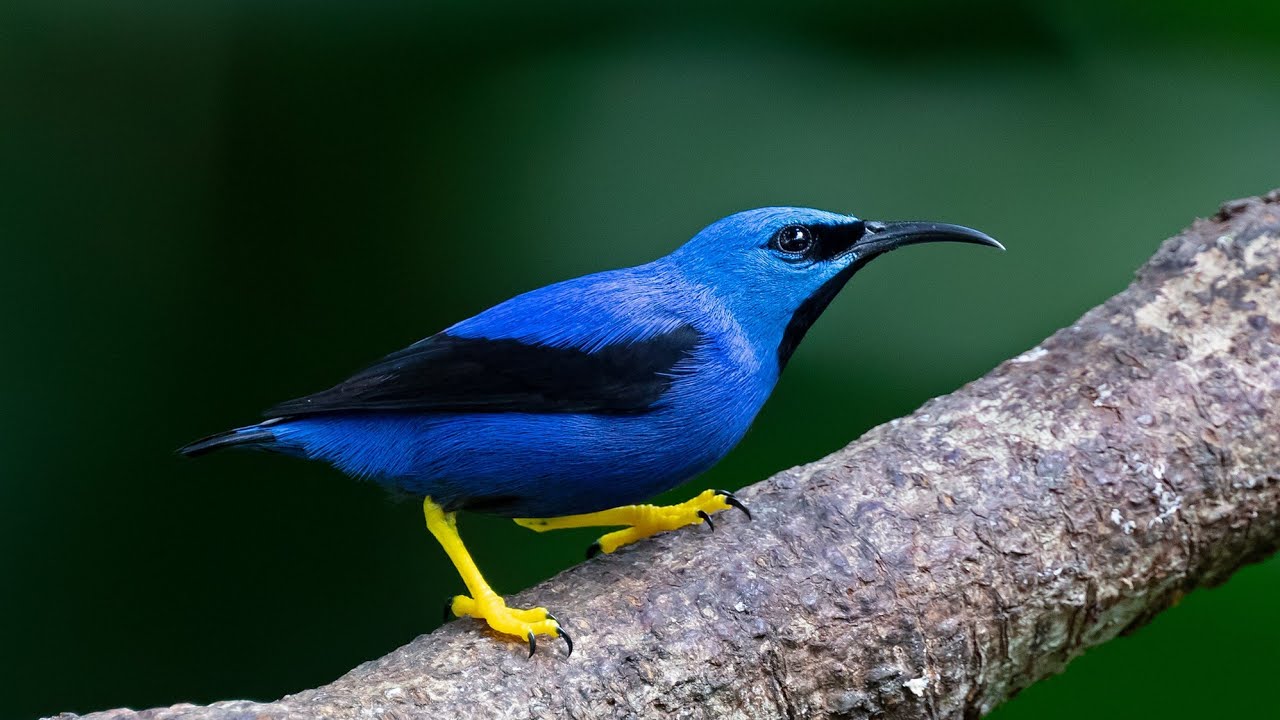 Birds of Costa Rica part 2 - Selva Verde and the Sarapiqui area