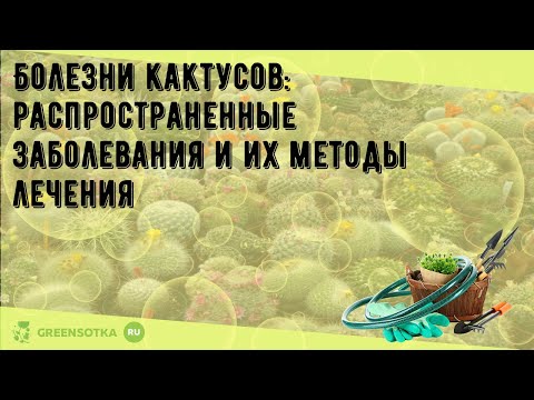 Видео: Ремонт корневой гнили кактуса: что делать при симптомах корневой гнили кактуса