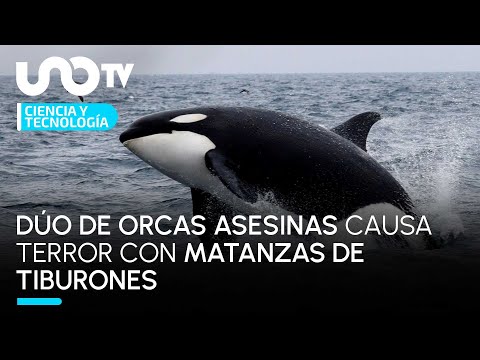 Dúo de orcas asesinas causa terror con matanzas de tiburones