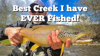 This creek was  INFESTED with HUGE BROWN TROUT!! Fly Fishing Streamers Central NY