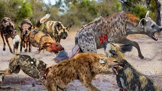 OMG! Angry Wild Dogs Attacks Hyena Who Try To Steal Their Prey - Wild Dogs Vs Hyena