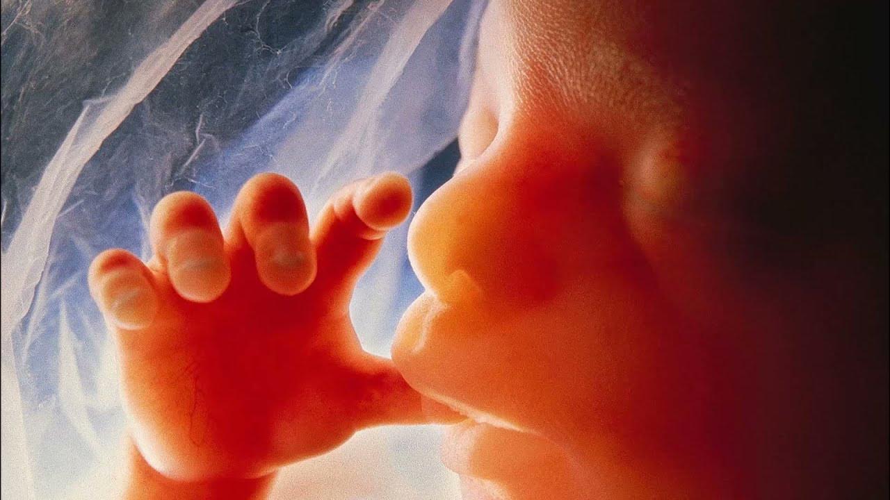 Ребенок в утробе вектор. Плачет в утробе. Ребенок 24 недели беременности в утробе. Плачет в утробе. Плачет в утробе.