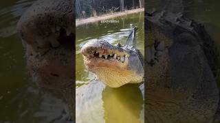 Este Caimán Hace Un Sonido Particular