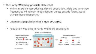Ch. 23 Population Genetics Part 2