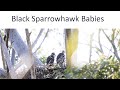 Announcing The Black Sparrowhawk Juveniles names!!