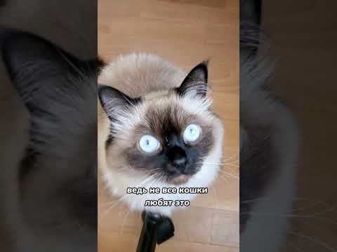 Почему кот или кошка ложится на спину при виде хозяина