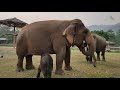 Introducing Nanny To Baby Elephant Pyi Mai - EleFlix