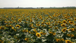 The Kadylack Farm Sunflower Walk in Atwood, Perth County, Ontario – 4K